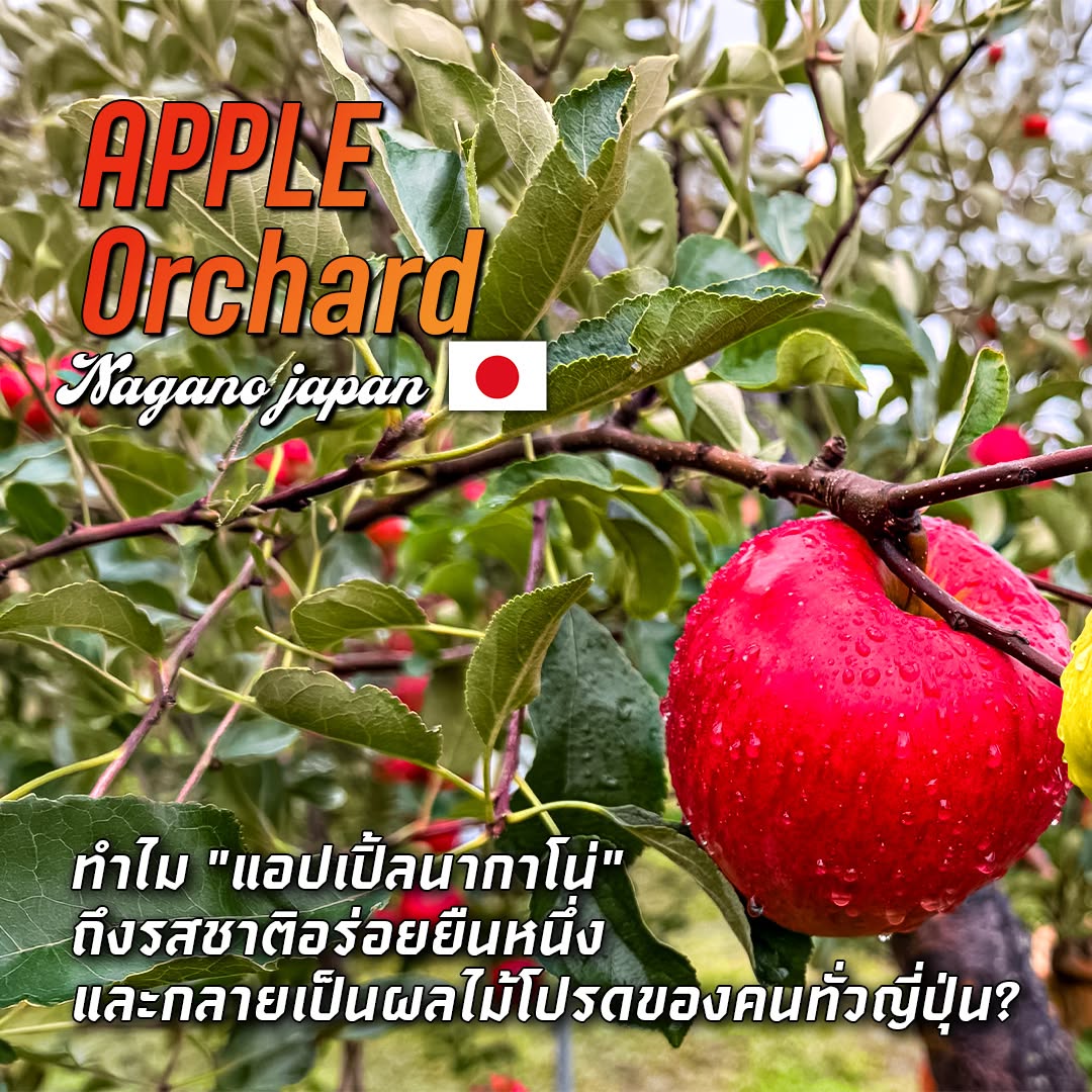 แอปเปิ้ลแห่งขุนเขา นากาโน่